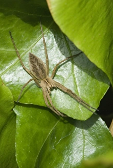 Pisaura Mirabilis Drucke: Nursery web spider