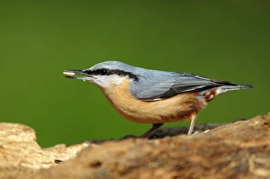 Dorset Wildlife Drucke: Nuthatch