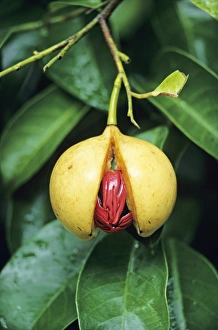 Drucke von Nussmuskatel Frucht öffnet sich und enthüllt ihre Samen Bilder Datiert 2004 Oktober: Zimtfrucht