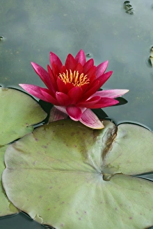 Water Lily Photos Drucke: Nymphaea Escarboucle