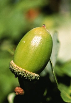 British Wildlife Images Online Drucke: Oak acorn