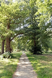 Oak Tree Photography Drucke: Oak forest