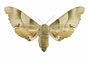 University Of Valencia Specimens Drucke: Oak hawk moth C016 / 2192