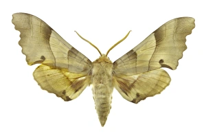 University Of Valencia Specimens Drucke: Oak hawk moth C016 / 2193