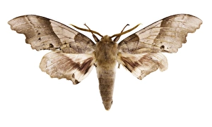 University Of Valencia Specimens Drucke: Oak hawk moth C016 / 2194