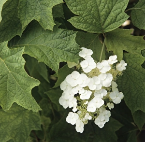 Hydrangea Quercifolia Drucke: Oak-leaved hydrangea flowers