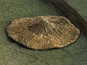 Oak pancake spangle gall, SEM
