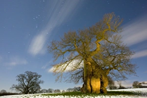 Ancient Oak Tree Drucke: Oak (Quercus robur)