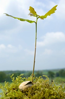 Quercus Robur Species Drucke: Oak sapling (Quercus robur)