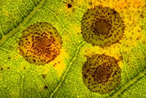 Bilder Datiert 12. Juli 2011: Eiche Schmetterlingswespen