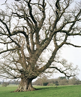 Oak Tree Images Drucke: Oak tree