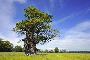 Old Oak Tree Drucke: Oak tree C018 / 9220