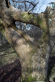 Tree Growth Patterns Drucke: Oak tree (Quercus)