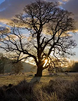 Winter Woodland Scenes Drucke: Oak tree (Quercus sp. ) in Winter