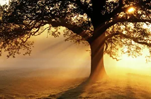 Drucke von Eichebaum (Quercus sp.) schattiert den Morgensunnenhimmel Botanische Drucke: Eiche am Sonnenaufgang