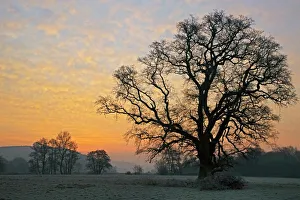 Eiche am Sonnenaufgang