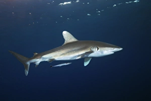 Shark Photography Drucke: Oceanic whitetip shark