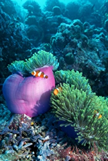 Tropical Ocean Wildlife Photos Drucke: Ocellaris anemonefish