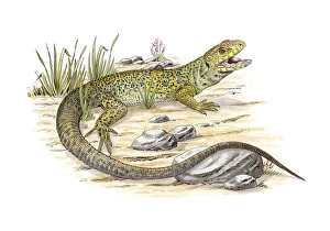 Lacerta Lepida Drucke: Ocellated lizard, artwork C016 / 3166