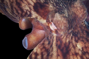 Aquatic Invertebrates Drucke: Octopus, close up