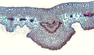 Drucke von Oleanderblatt. Lichtmikroskopische Abbildung einer Schnittstelle durch das Blatt eines Oleandern (Nerium oleander) Baumes, die seinen sunkenen Stomata (Löcher, links und rechts mittig) Bilder Datiert 2012 Januar: Olivenblatt, Lichtmikroskopie