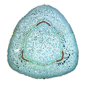 Drucke von Der Olivenzweig. Lichtmikroskopische Schnittstelle durch den Zweig eines Olivenbaums (Nerium oleander). Die äußere Schicht ist eine dicke Cuticula (gelb) und dann das Korkkambium (blau-grün) Bilder Datiert 2009 Oktober: Olangerasten, Lichtmikroskopbild