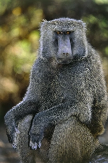 Papio Anubis Drucke: Olive baboon