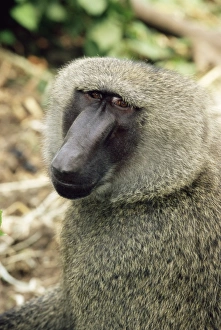 Olivenbabirusch