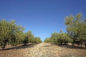 Mediterranean Scenery Drucke: Olive grove