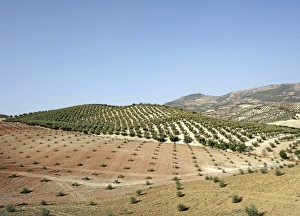 Andalucia Landscape Drucke: Olive groves