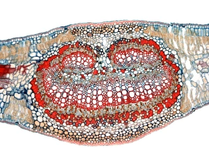 Drucke von Olivenblätter. Lichtmikroskopische Abbildung einer Schnittstelle durch das Mitteleiterwerk eines Olivenblattes (Olea sativa). Es hat eine dickere Epidermis zur Wasserhaltung Bilder Datiert 2010 März: Olivenblatt, Lichtmikroskopie