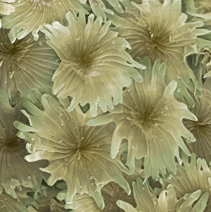 Bilder Datiert 16. April 2008: Olivenblatttrichome, SEM