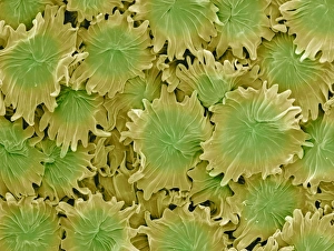 Drucke von Olivenblättertrichome. Farbige Rasterelektronenmikroskopaufnahme (SEM) von peltatischen Trichomen oder modifizierten Haaren auf der Oberfläche eines Olivenblattes (Olea europaea) Bilder Datiert 2007 April: Olivenblättertrichome, SEM