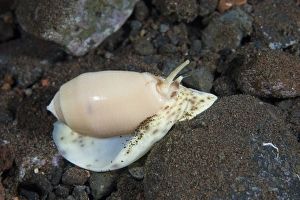 Indonesian Ocean Creatures Drucke: Olive shell snail