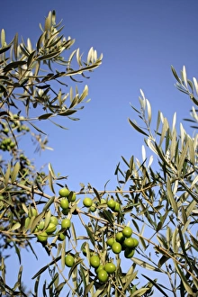 Mediterranean Vegetation Drucke: Olives