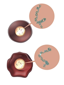 Deoxyribonucleic Acid Drucke: Oncogenes, artwork C016 / 6262