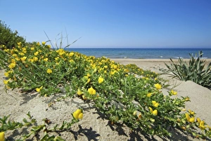 Desert Plant Species Drucke: Ononis variegata