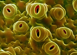 Guard Cells Function Drucke: Open stomata, SEM