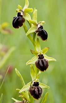 Early Spider Orchid Drucke: Ophrys sphegodes