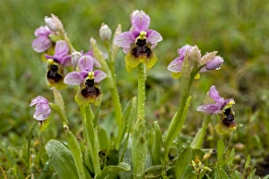 Italian Wildflowers Drucke: Ophrys tenthredinifera