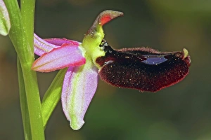 Provence Flowers Drucke: Oprhys bertolonii