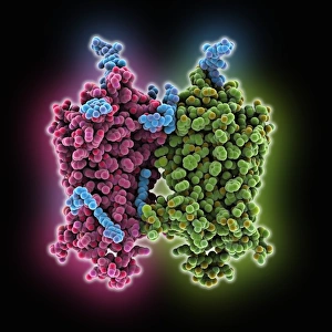 Nerve Impulse Transmission Drucke: Opsin molecule C016 / 0723