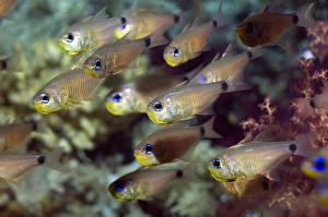 Red Sea Underwater Photos Drucke: Orange-lined cardinalfish