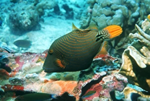 Drucke von Orangenachbargruntfisch (Balistapus undulatus), der auf Korallen fressend ist. In dem Andamans Meer, Thailand fotografiert wurde Bilder Datiert 2004 September: Orangenrückenflosser