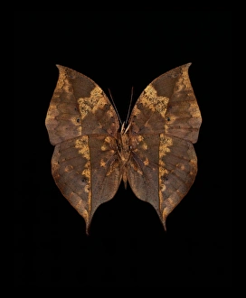 Bilder Datiert 21. Dezember 2012: Orang-Ochsenblattschmetterling
