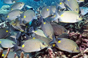 Bilder Datiert 25. August 2009: Orangenfleckenrohrfußfisch