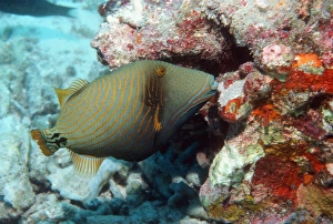 Andaman Sea Wildlife Drucke: Orangestriped triggerfish