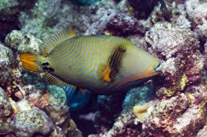 Reef Fish Species Drucke: Orangestriped triggerfish C014 / 2947