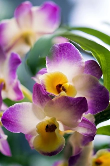 May Blooming Flowers Drucke: Orchid (Dendrobium)