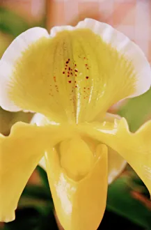 Orchidaceae Family Drucke: Orchid flower